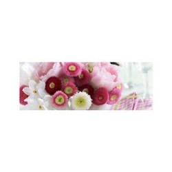 Blahoželanie Daisy 21x8cm